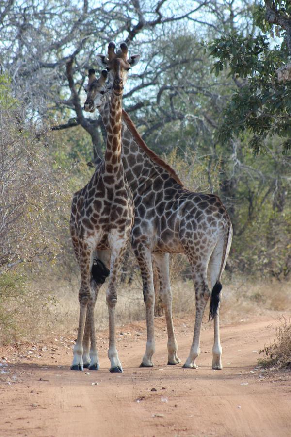 Woodpecker Lodge B&B Hoedspruit Bagian luar foto